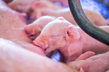 Small piglet sucking milk from breast of fertile sow lying in the stall, group of mammal stay...