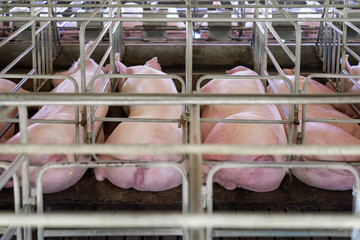 Pigs lying in the stall, group of mammal stay indoor on the farm © oyoo