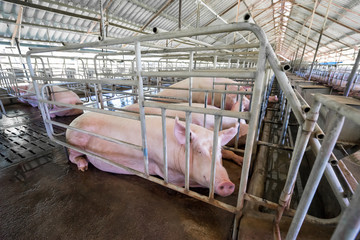 Pigs lying in the stall, group of mammal stay indoor on the farm