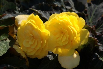 begonia flowers on a garden