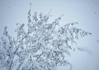 Snow-covered bush after the first snowfall close-up