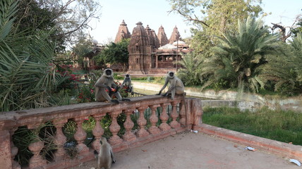 Monkeys in India