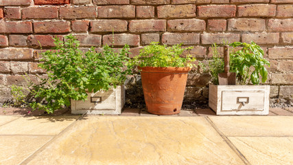 Fototapeta na wymiar Mint, Rosemary, Flat Leaf Parsley and Basil Herbs growing in planters and a Pot Against a Wall in a Garden