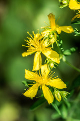 Closeup of perforate St John's-wort flowers (Hypericum perforatum)