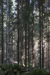 Swedish forest