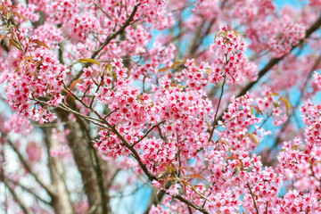 Wild Himalayan Cherry Blossoms in spring season (Prunus cerasoides), Sakura in Thailand, selective focus, Phu Lom Lo, Loei, Thailand.