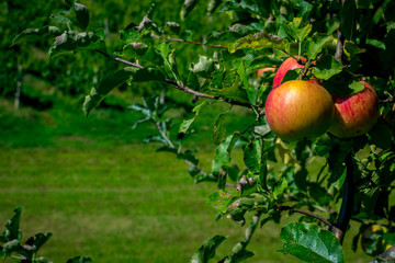 Some nice red, juicy apples are sat there just tempting to be picked by some passerby.
