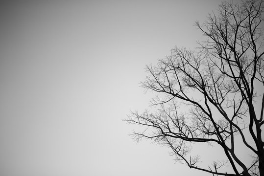 Black and white branches of dead tree halloween concept