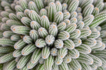 Cactus - texture