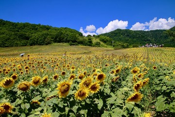 Fototapeta premium 三ノ倉高原のヒマワリ（福島県・喜多方市）