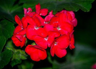 Garden with red flowers