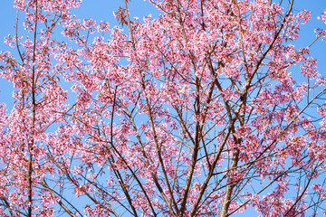 Wild Himalayan Cherry Blossoms in spring season (Prunus cerasoides), Sakura in Thailand, selective focus, Phu Lom Lo, Loei, Thailand.