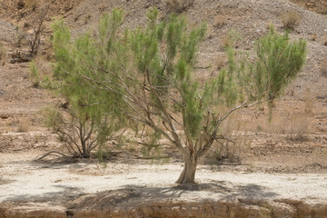 desert green tree, saxaul