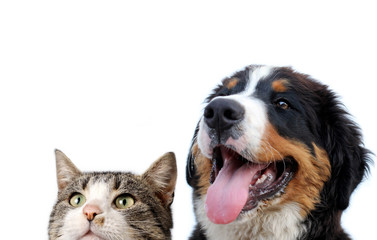 Dog and cat on white background - 219290318