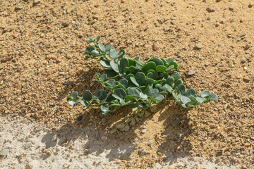 desert green plant, saxaul