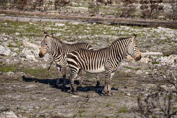 Fototapeta na wymiar Cape Mountain Zebras