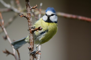 Blaumeise auf Ast