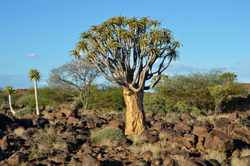 Quiver Tree Forest Namibia, Africa