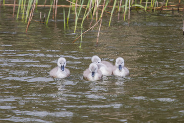 Fototapeta premium Photo of Mute swan signets swimming with reflections in the water
