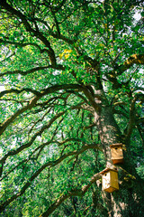 Fototapeta premium Home Made Wooden Birds House In Green Tree.