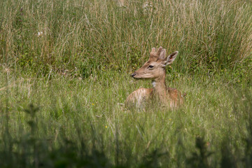 photo of a male Fallow deer siting resting in the grass © rob francis