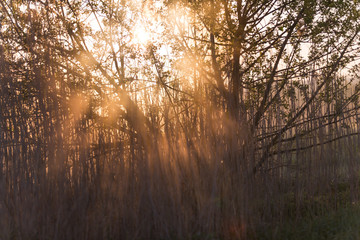 Sunrise Through High Wild Grasses in Misty Morning in Spring.