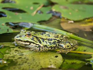 Froschkönig