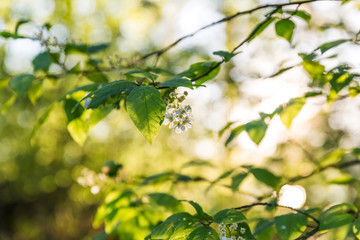 Blossoming Tree with White Flowers in Spring Morning Light.