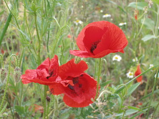 Wild poppies blossom in the field