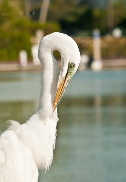 Front view, close distance of a single, great hern standing on a wood dock, preening wing feathers at a tropical marina on the Gulf of Mexico, on a summer, sunny afternoon