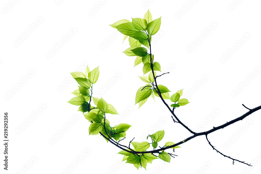 Wall mural green tree leaves and branches isolated on white background.