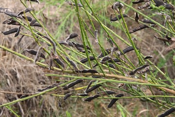 husks and seeds of broom-sarothamnus scopariumj wild plant