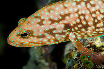 Obraz na płótnie Canvas bluespotted grouper fish head