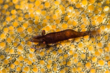 sea star shrimp