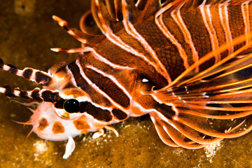 spotfin lionfish head closeup