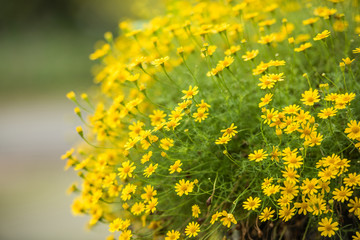 Obraz premium yellow chrysanthemum flowers in the basket with blurbackground