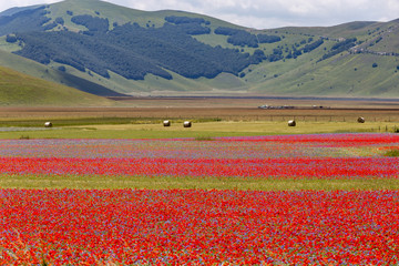 La fioritura di Castelluccio