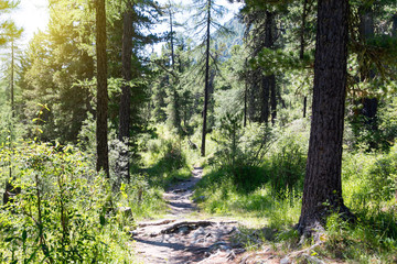 A hiking trail in the forest. The trail, a route for backpackers in Altai, Russia.