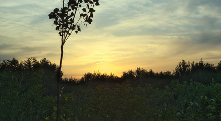 Obraz premium Colorful bright summer sunset over forest
