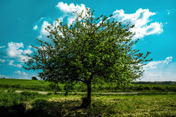 Fototapeta na wymiar Lonely green Tree