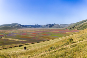 La fioritura di Castelluccio