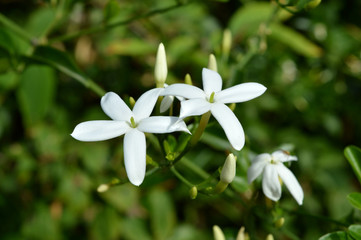 Obraz premium Close-up of Fragrant Jasmine Flowers, Macro, Nature
