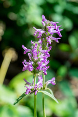Closeup of Betony flowers (Stachys officinalis / Betonica officinalis)