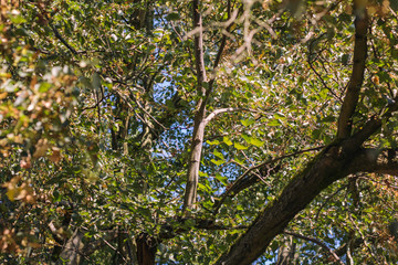 Wenn am Baum ein Baum wächst. When a tree grows on the tree.