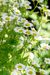 Closeup of flowering Feverfew plant (Tanacetum parthenium)