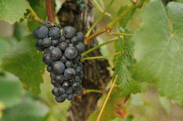 Weintraube // Wine Grape