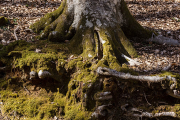 Le radici di un vecchio faggio ricoperte di muschio verde in autunno
