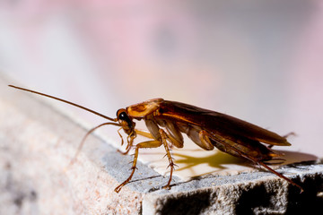 Red cockroach on the wall at night