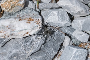 Schwarze Spinne sitzt auf Steine in der Sonne, Österreich