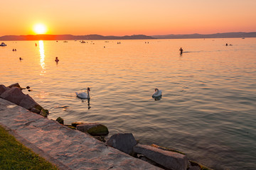 swans swimming in lake Balaton Hungary 2018 summer sunset